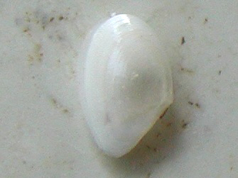 Famiglia Tellinidae